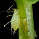 100 pics Gardening answers Aphid 