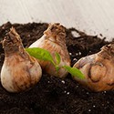 100 pics Gardening answers Bulbs 