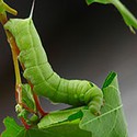 100 pics Gardening answers Caterpillar 