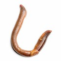 100 pics Gardening answers Earthworm 
