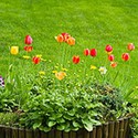 100 pics Gardening answers Flowerbed 