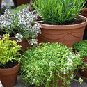 100 pics Gardening answers Herbs 