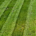 100 pics Gardening answers Lawn 