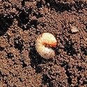 100 pics Gardening answers Maggot 
