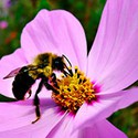 100 pics Gardening answers Pollination 