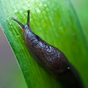100 pics Gardening answers Slug 