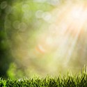100 pics Gardening answers Sunlight 