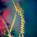 100 pics Gardening answers Tendril 