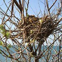 100 pics Look Up answers Birds Nest 