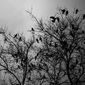100 pics Look Up answers Crows 