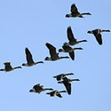 100 pics Look Up answers Geese 