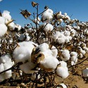 100 pics Materials answers Cotton