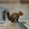 100 pics Q Is In answers Squirrel