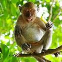 100 pics R Is For answers Rhesus Monkey 