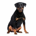 100 pics R Is For answers Rottweiler 