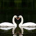 100 pics S Is For answers Swans