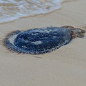 100 pics The Seaside answers Jellyfish 