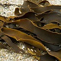 100 pics The Seaside answers Kelp 