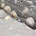100 pics The Seaside answers Limpets 