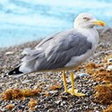100 pics The Seaside answers Seagull 
