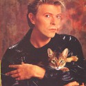 100 pics Cat Lovers answers David Bowie