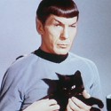 100 pics Cat Lovers answers Dr Spock