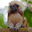 100 pics T Is For answers Tamarin