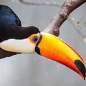 100 pics T Is For answers Toucan