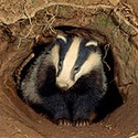 100 pics Underground answers Badger