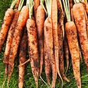 100 pics Underground answers Carrots