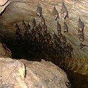 100 pics Underground answers Bats
