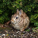 100 pics Underground answers Rabbit