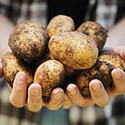 100 pics Underground answers Potatoes
