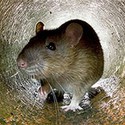 100 pics Underground answers Rat