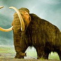 100 pics Underground answers Woolly Mammoth