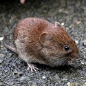 100 pics V Is For answers Vole 