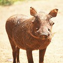 100 pics W Is For answers Warthog