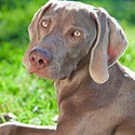 100 pics W Is For answers Weimaraner