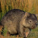 100 pics W Is For answers Wombat