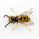 100 pics W Is For answers Wasp