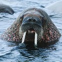 100 pics W Is For answers Walrus