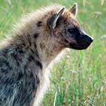 100 pics H Is For answers Hyena