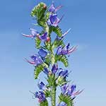 100 pics H Is For answers Hyssop