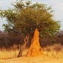 100 pics Australia Day Quiz answers Termite Mound