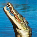 100 pics Australia Day Quiz answers Saltwater Croc