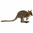 100 pics Australia Day Quiz answers Wallaby