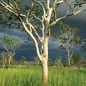 100 pics Australia Day Quiz answers Eucalyptus Tree