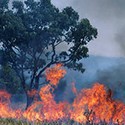 100 pics Australia Day Quiz answers Bush Fire