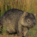 100 pics Australia Day Quiz answers Wombat