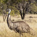 100 pics Australia Day Quiz answers Emu